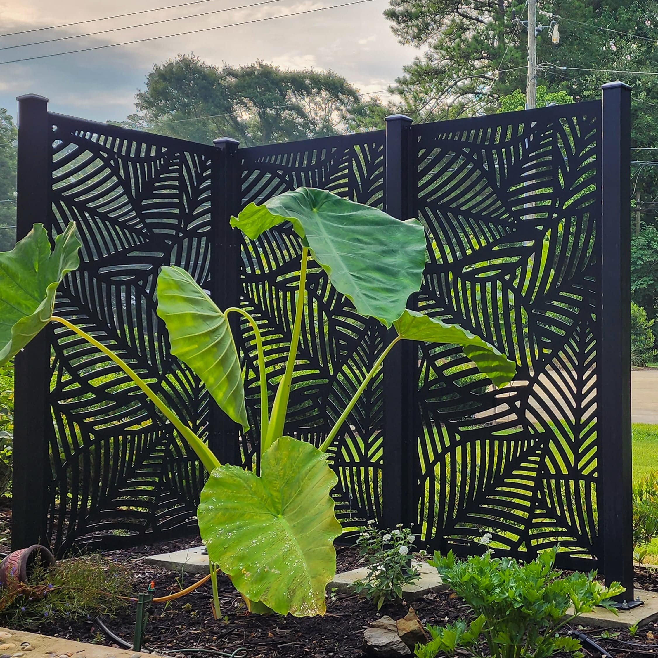 Privacy Screen (Maui)